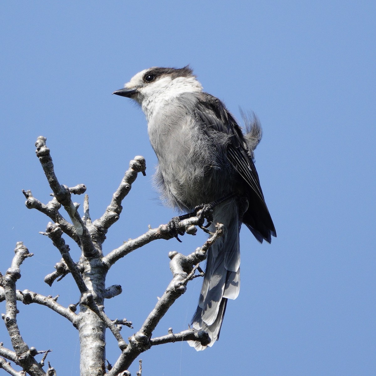 Canada Jay - ML638853696