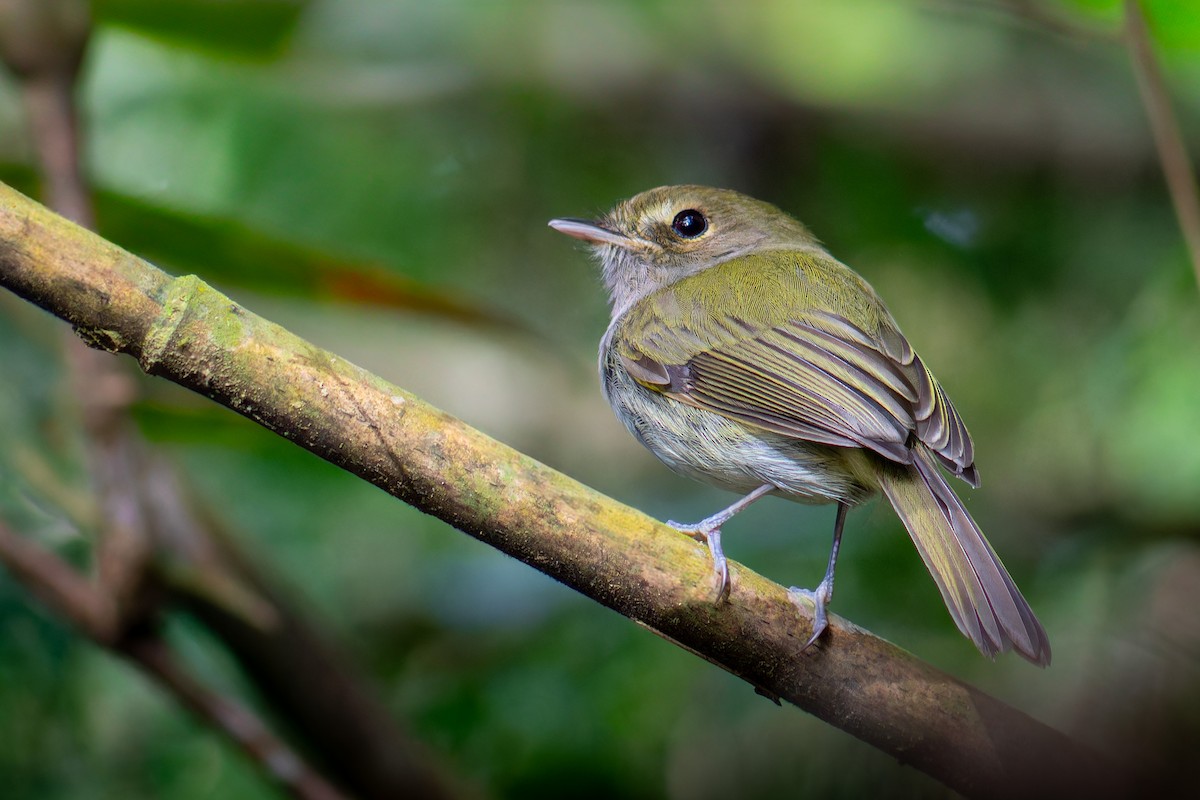 Drab-breasted Pygmy-Tyrant - ML638853734