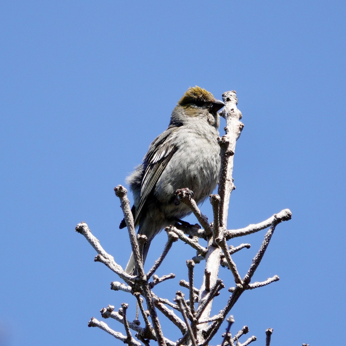 Pine Grosbeak - ML638853770