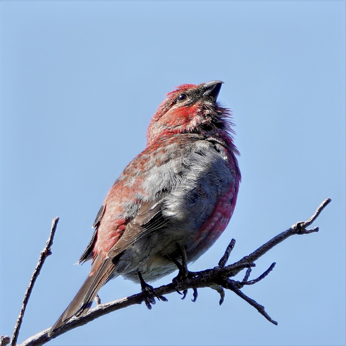 Pine Grosbeak - ML638853771