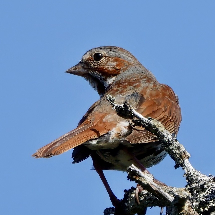 Fox Sparrow - ML638853775