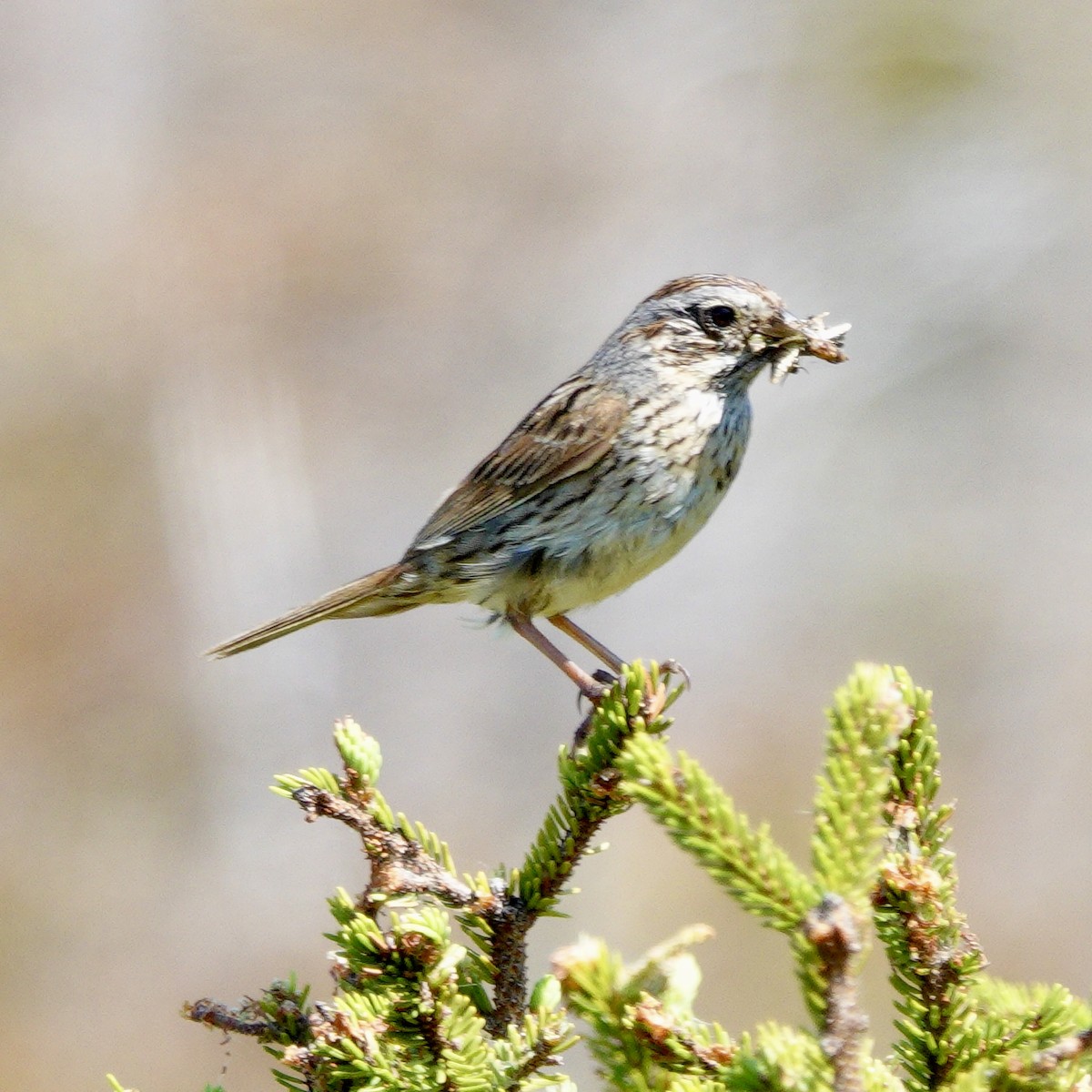 Lincoln's Sparrow - ML638853805