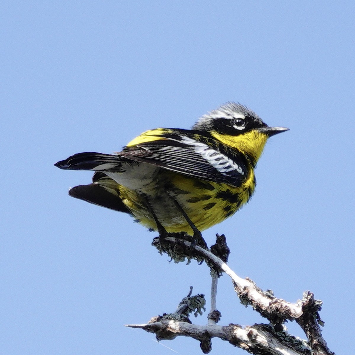 Magnolia Warbler - ML638853817