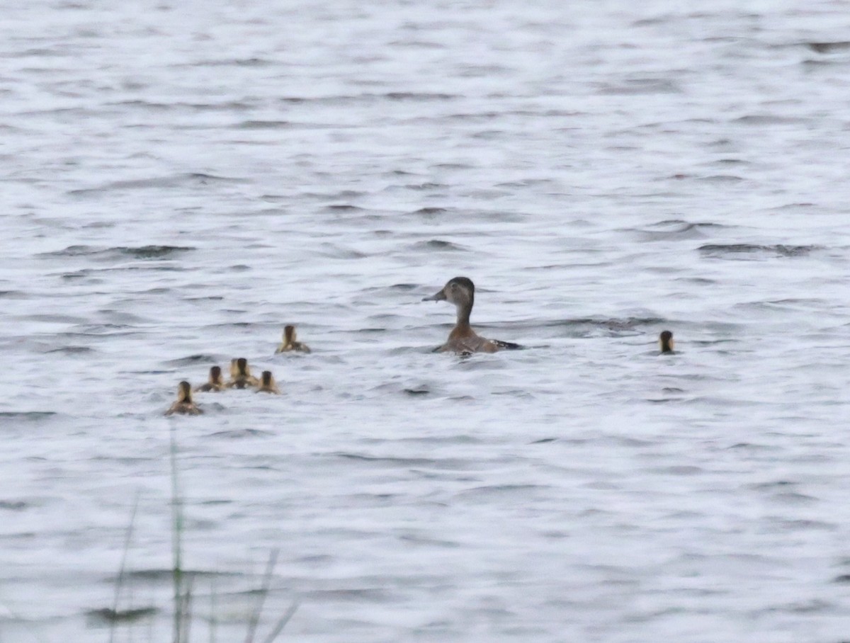 Ring-necked Duck - ML638853893