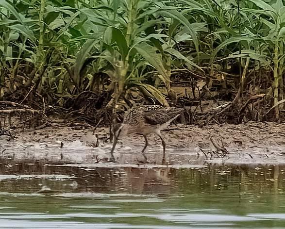 短嘴半蹼鷸 - ML638853898