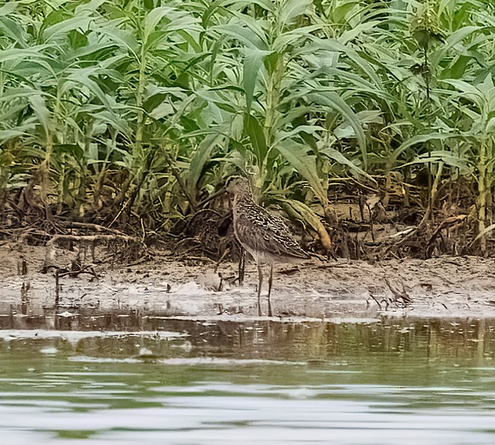 短嘴半蹼鷸 - ML638853905