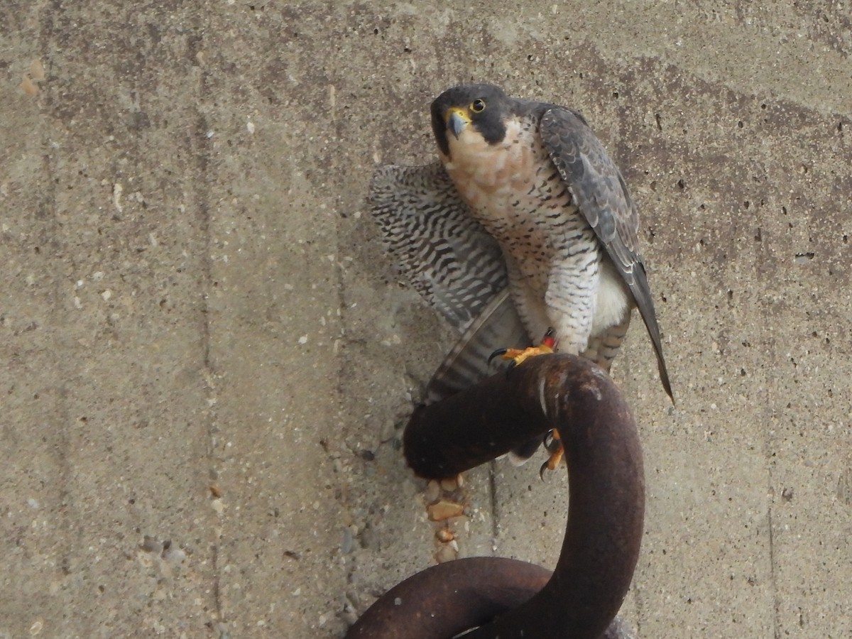 遊隼 - ML638853908