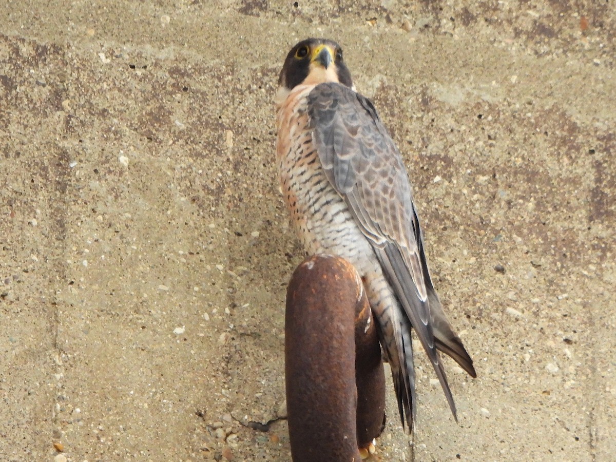 遊隼 - ML638853909