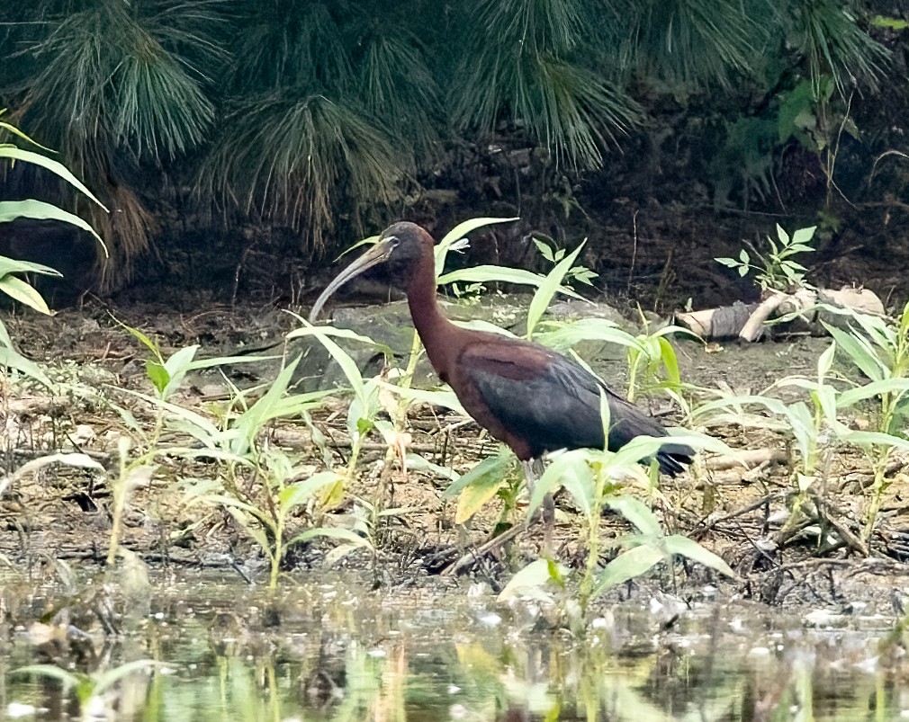 彩䴉 - ML638853916