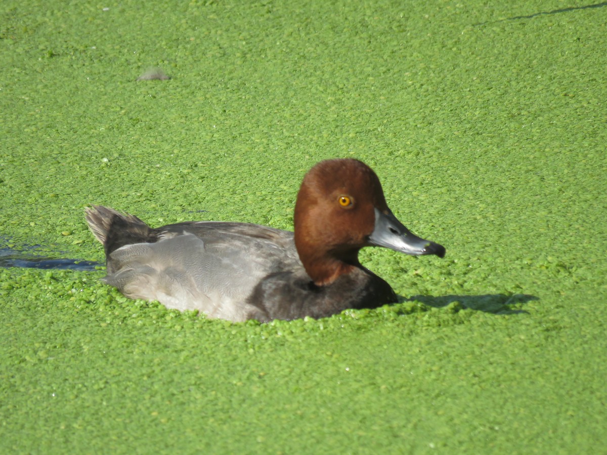 Redhead - ML638854009