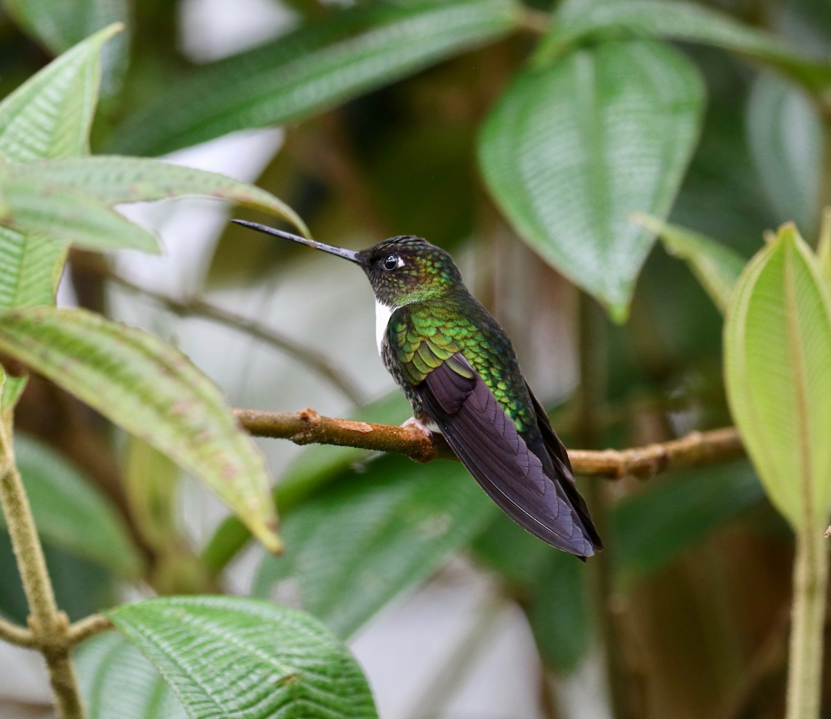 Collared Inca - ML638854151