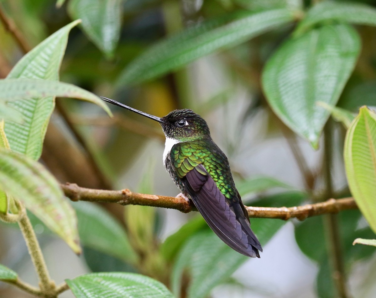 Collared Inca - ML638854152