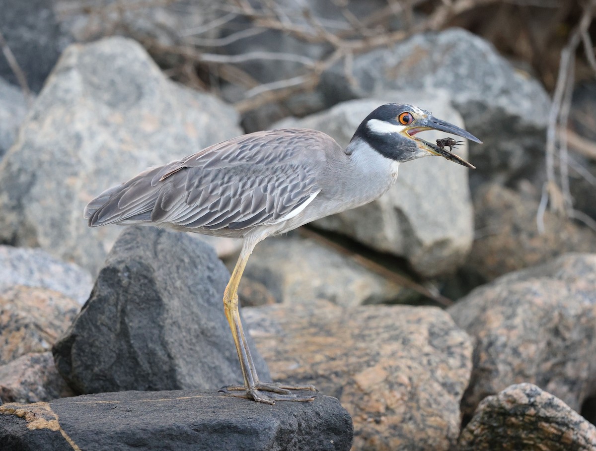 Yellow-crowned Night Heron - ML638854159