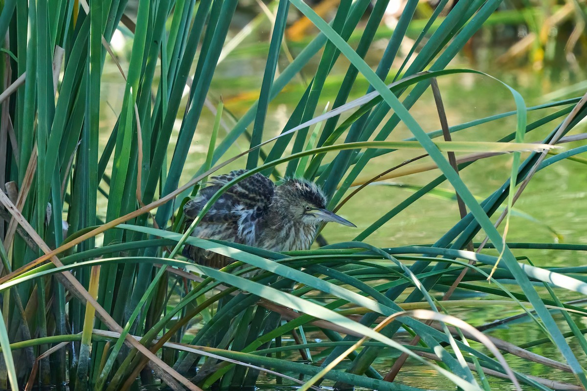 Little Bittern - ML638854184