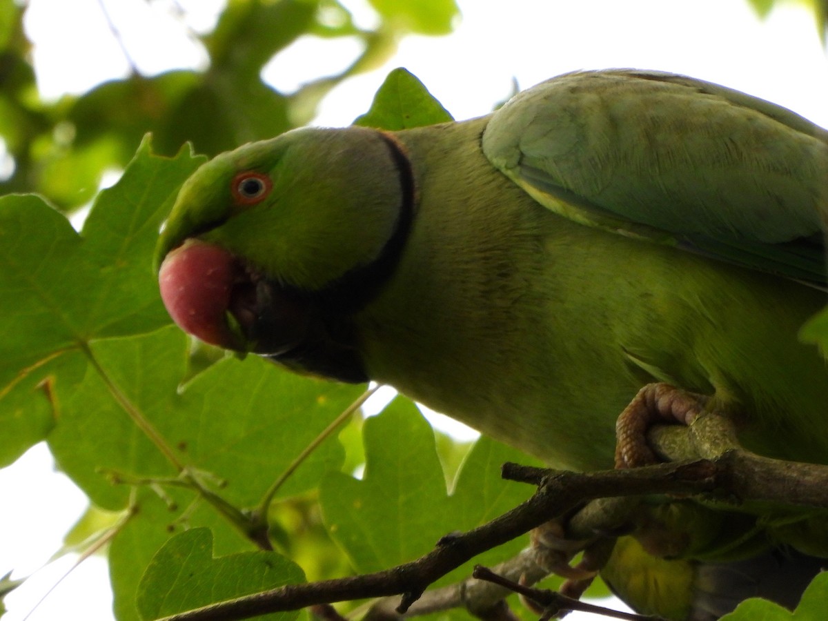 紅領綠鸚鵡 - ML638854187