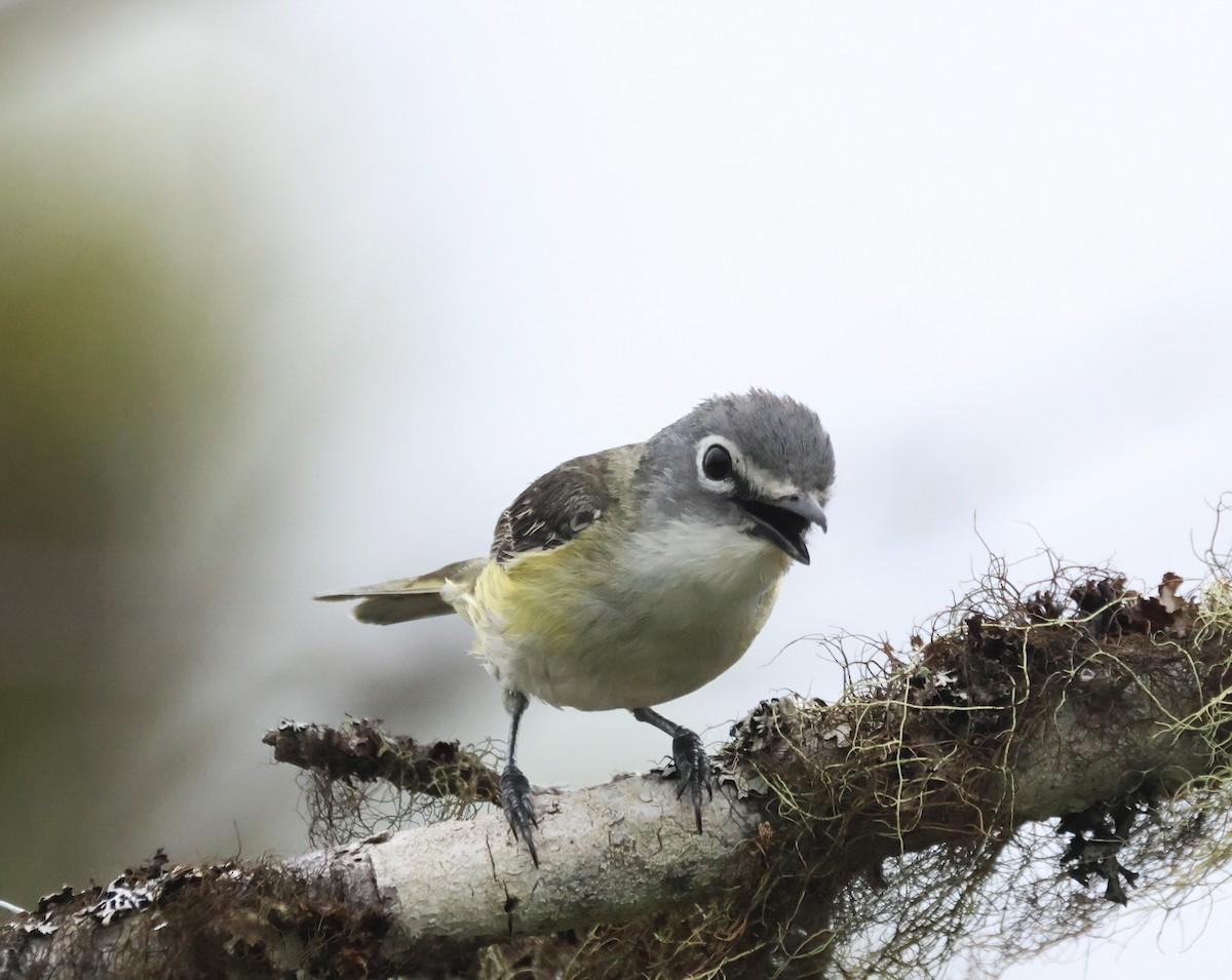 Graukopfvireo - ML638854192