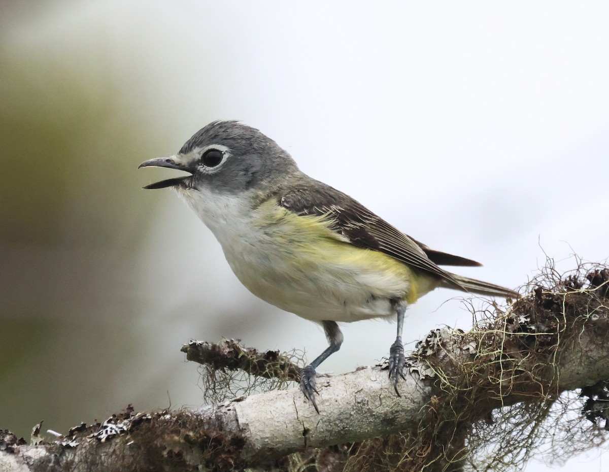 Blue-headed Vireo - ML638854193