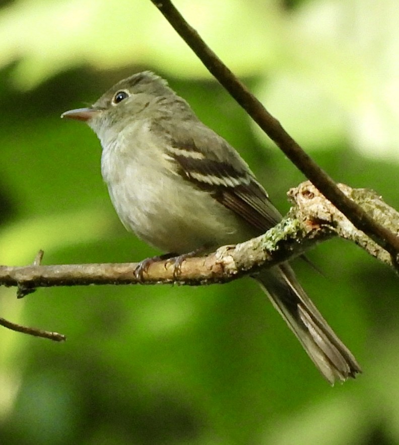 Acadian Flycatcher - ML638854297