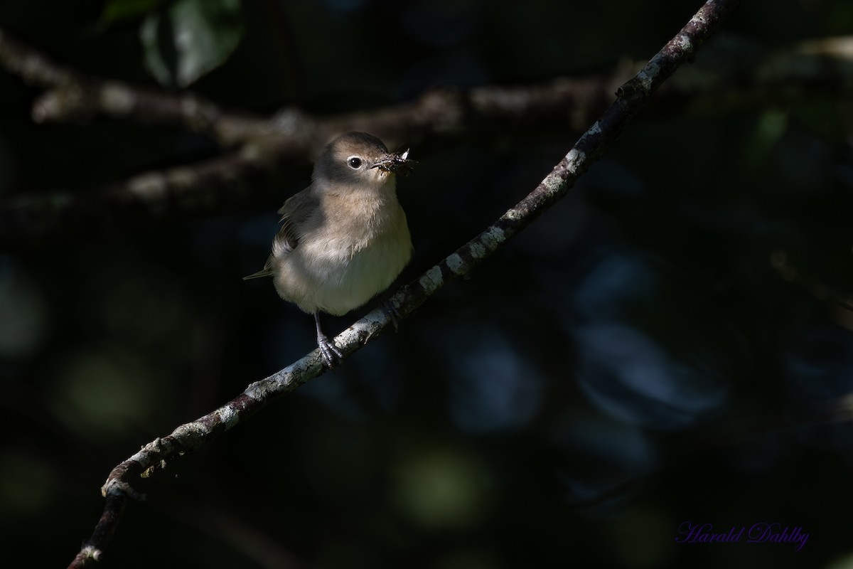 Garden Warbler - ML638854298