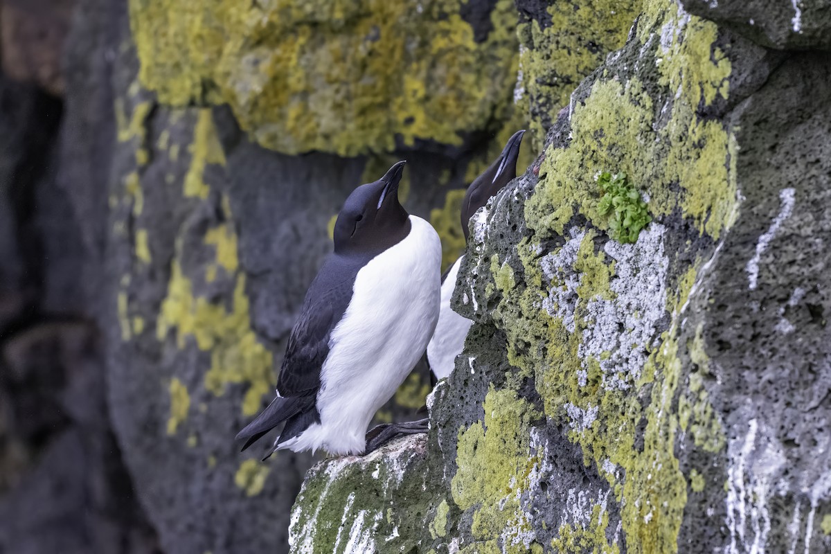 Thick-billed Murre - ML638854399