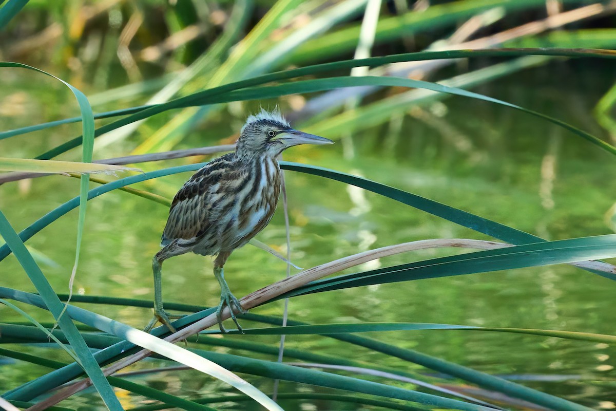 Little Bittern - ML638854402
