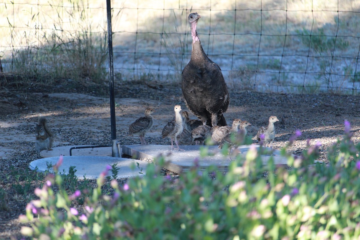 Dindon sauvage - ML638854460