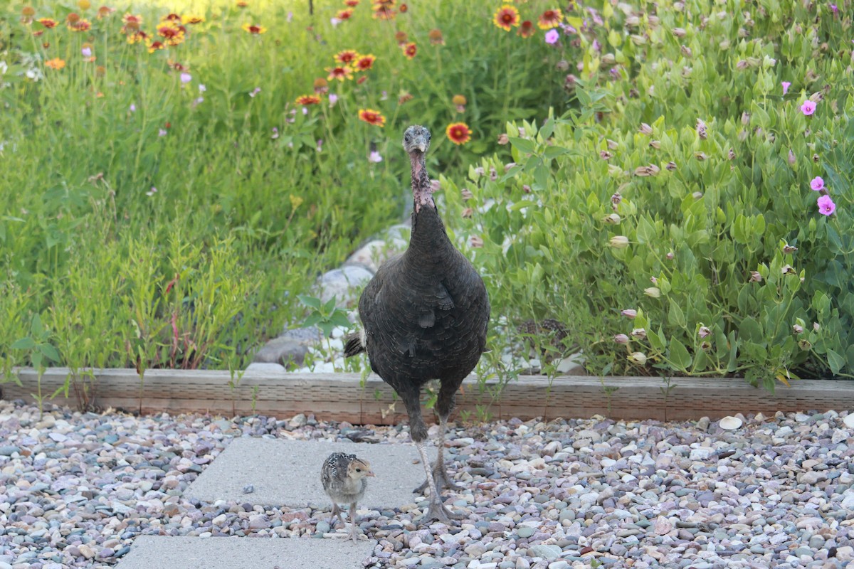 Dindon sauvage - ML638854461