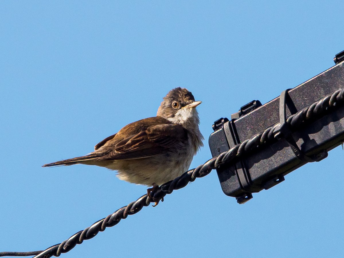 Greater Whitethroat - ML638854484