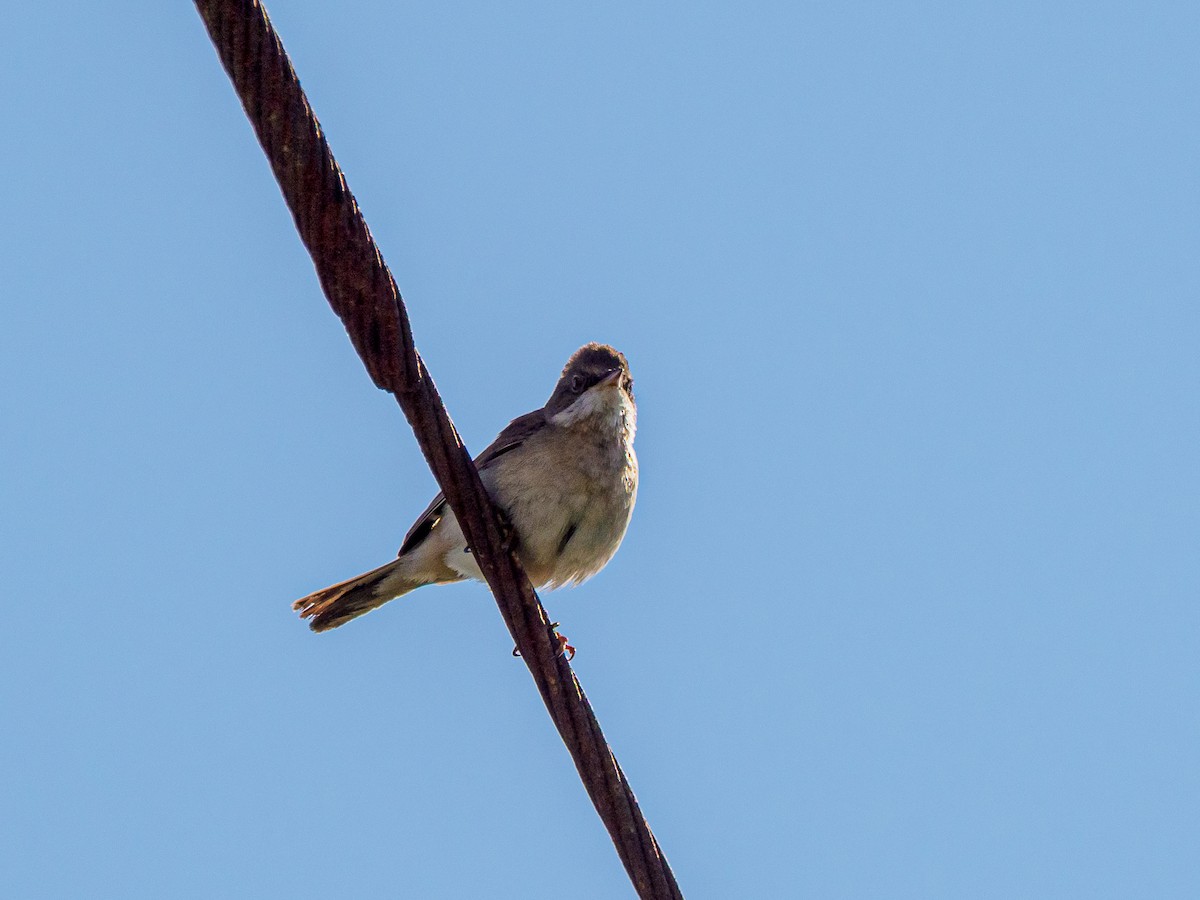 Greater Whitethroat - ML638854486