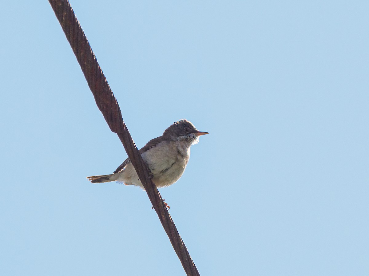 Greater Whitethroat - ML638854487