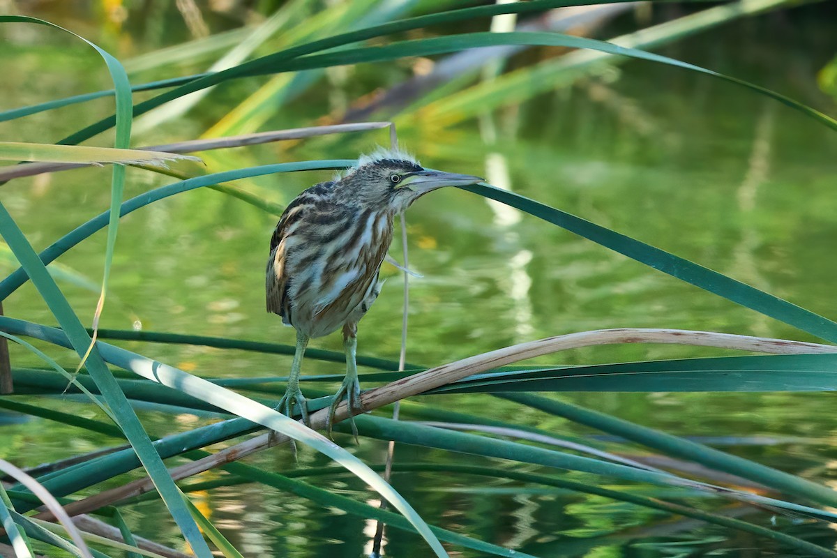 Little Bittern - ML638854505