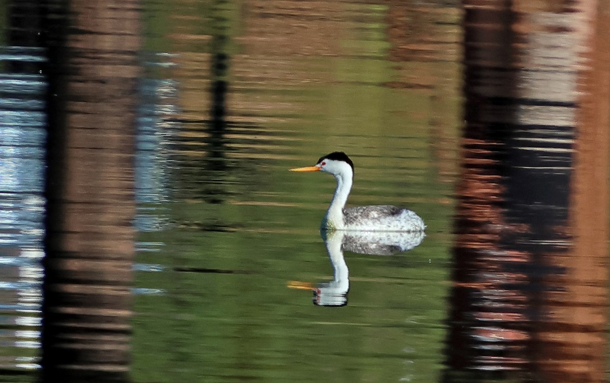 Clark's Grebe - ML638854572