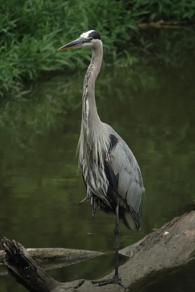 Great Blue Heron - ML638854576
