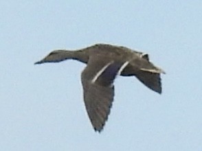 Mallard - ML638854583