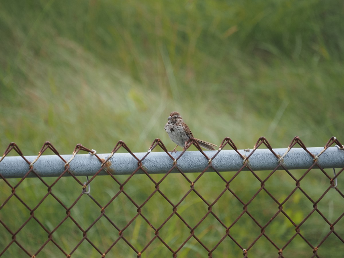 Song Sparrow - ML638854584
