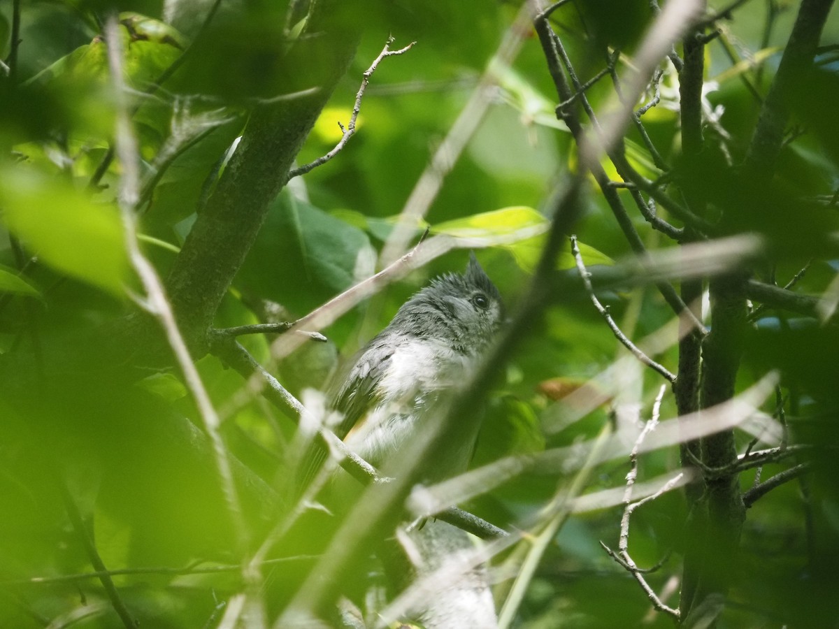 Tufted Titmouse - ML638854587