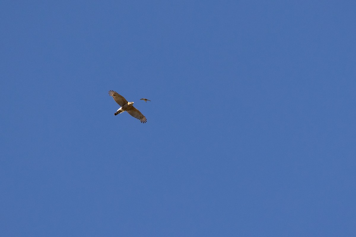 Cooper's Hawk - ML638854588