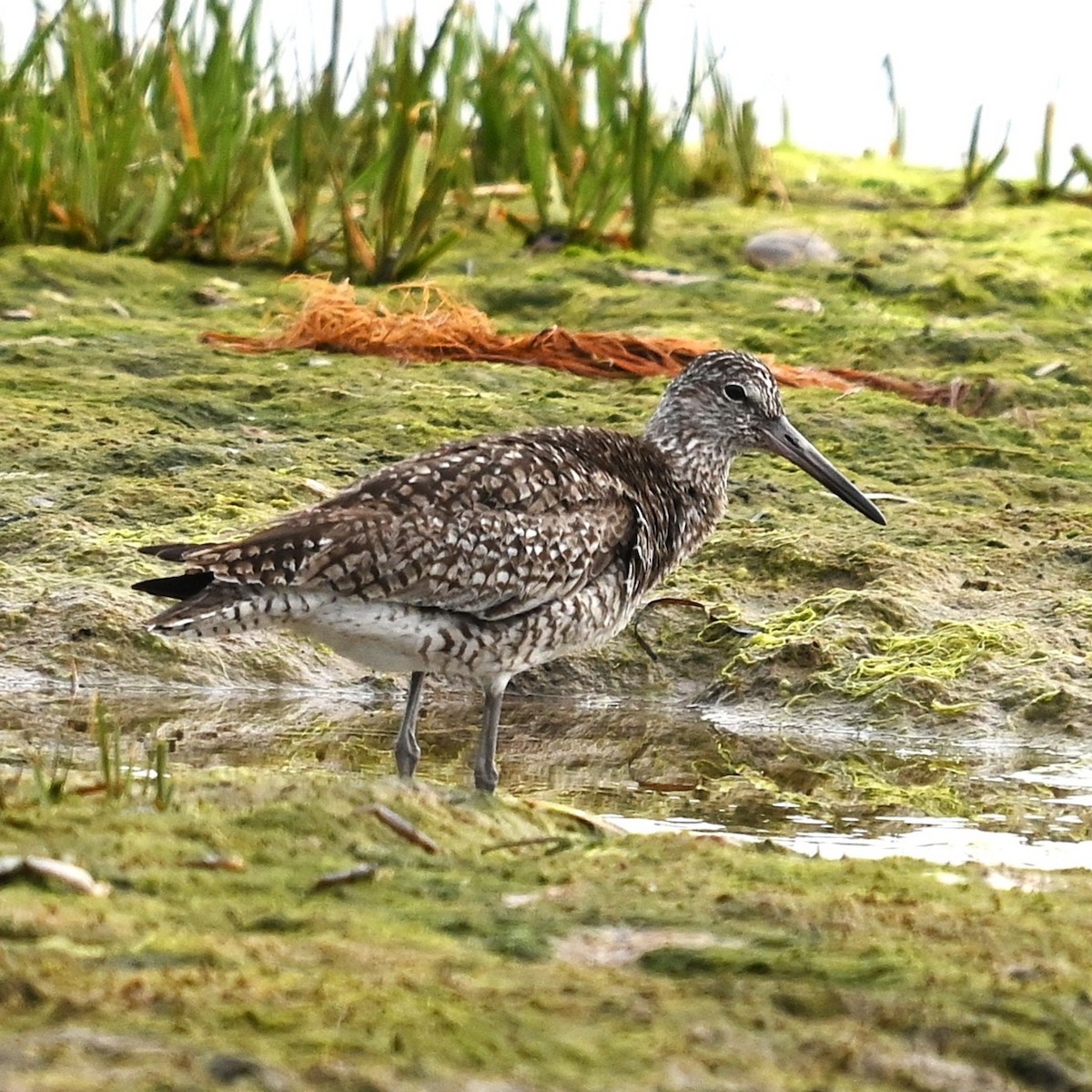 Willet - ML638854591