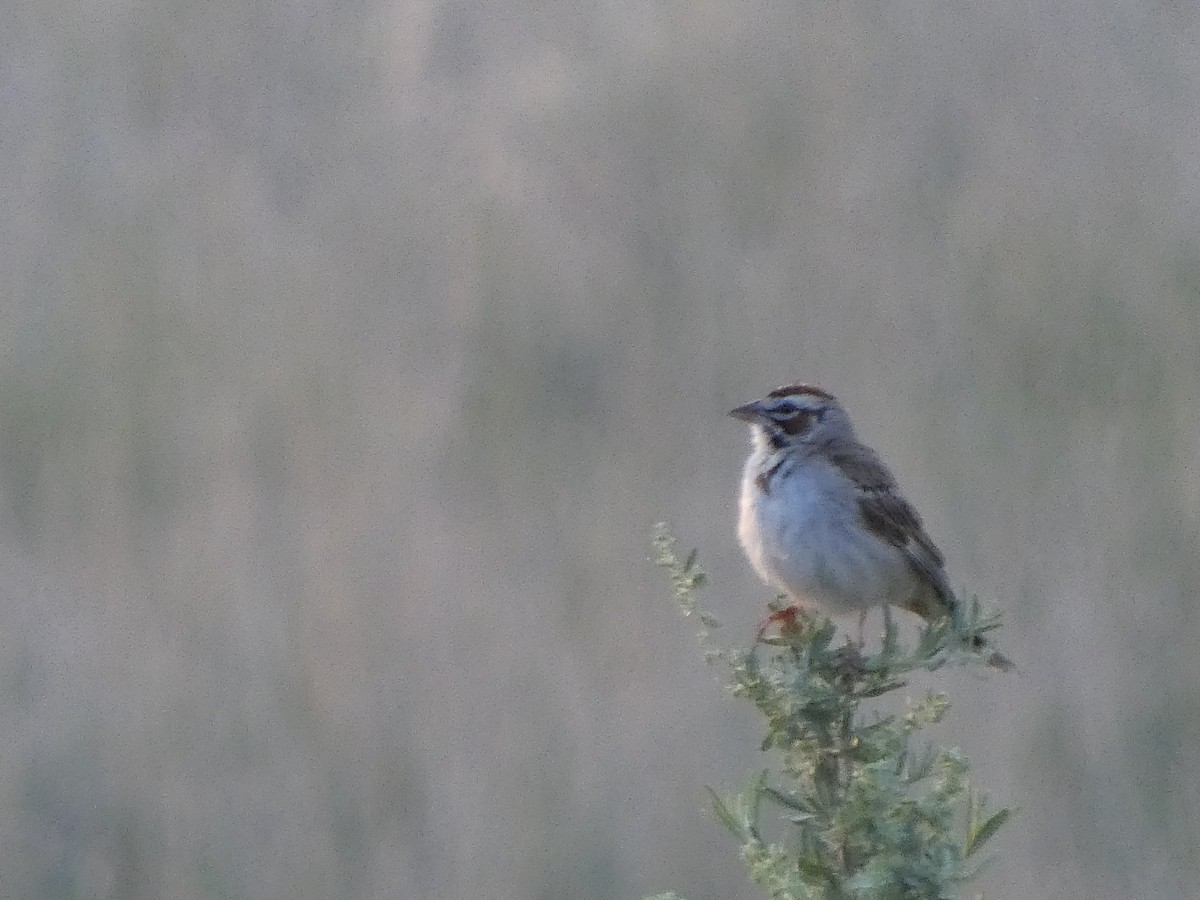 Lark Sparrow - ML638854596