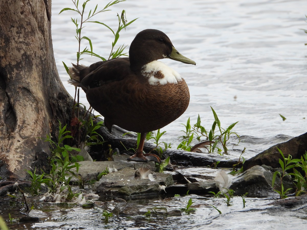 Mallard (Domestic type) - ML638854602
