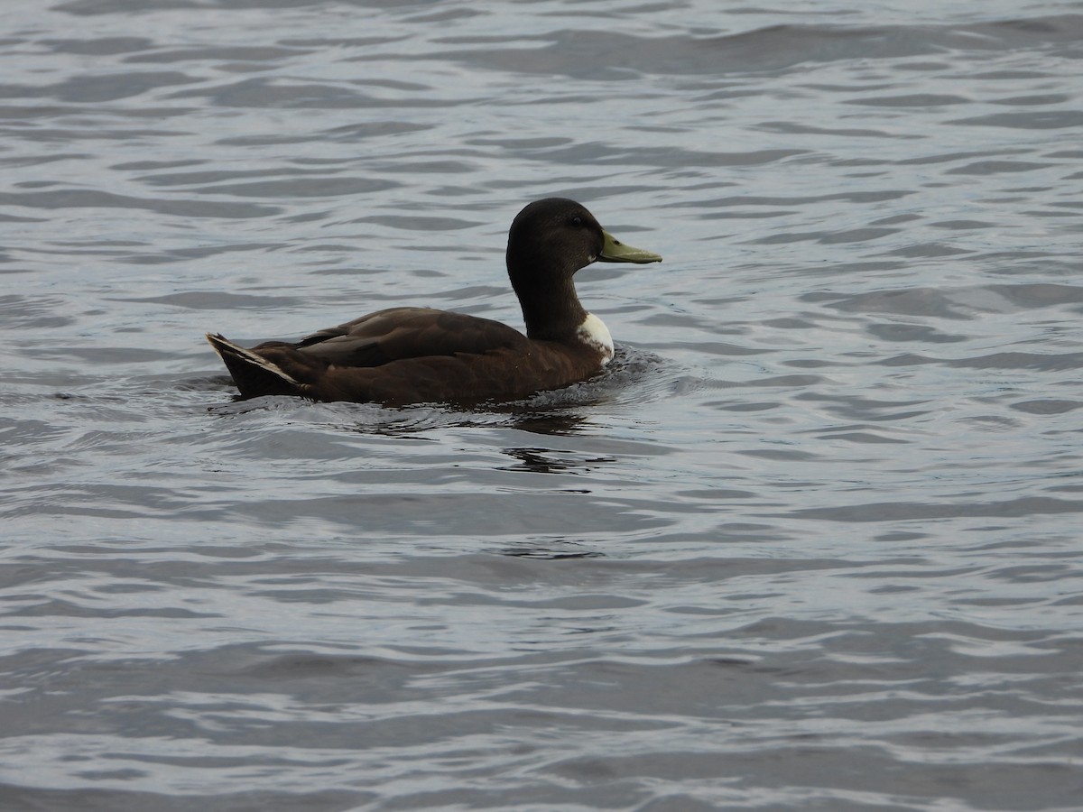 Mallard (Domestic type) - ML638854603
