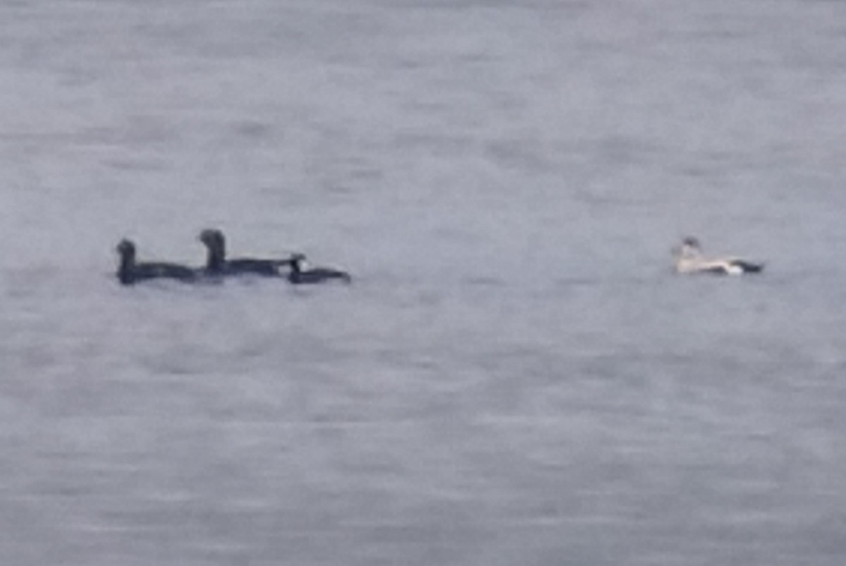 Surf Scoter - ML638854604