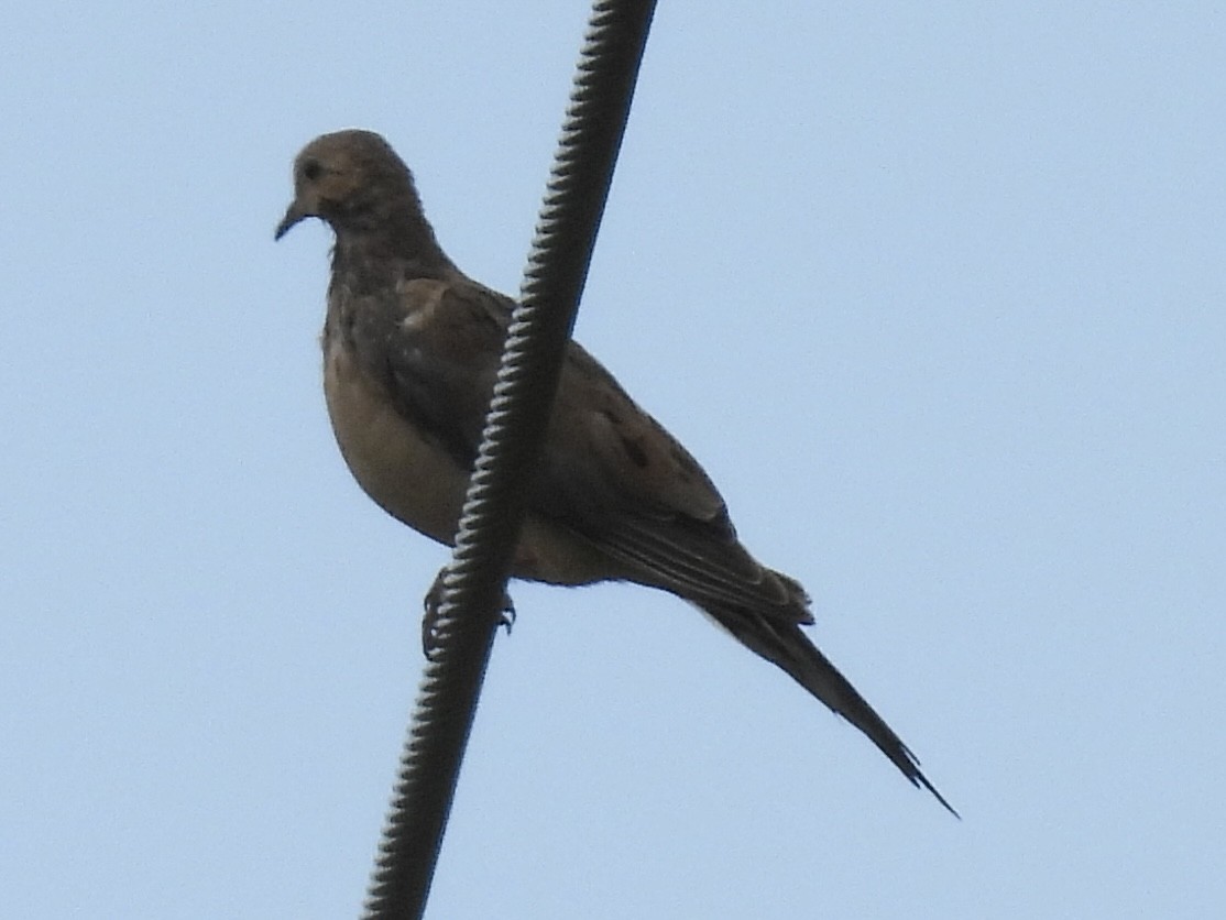 Mourning Dove - ML638854607