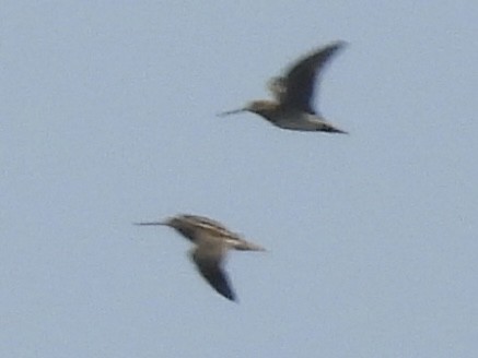 Wilson's Snipe - ML638854624