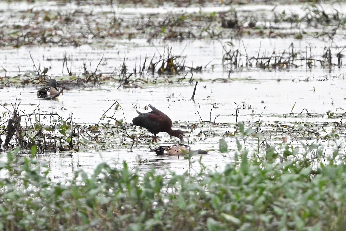 White-faced Ibis - ML638854625