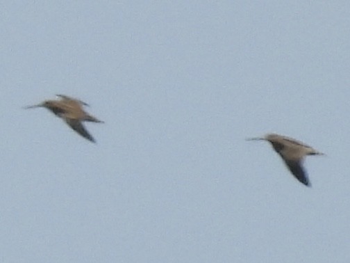 Wilson's Snipe - ML638854627