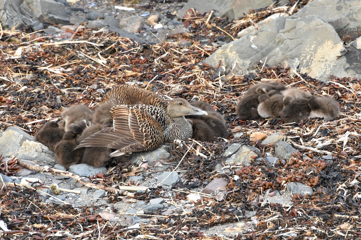 Common Eider - ML638854638
