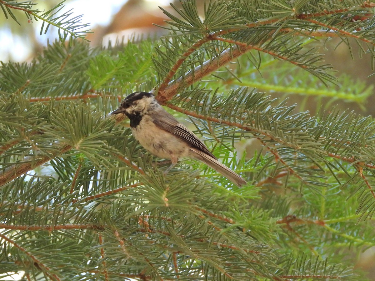 Mountain Chickadee - ML638854684