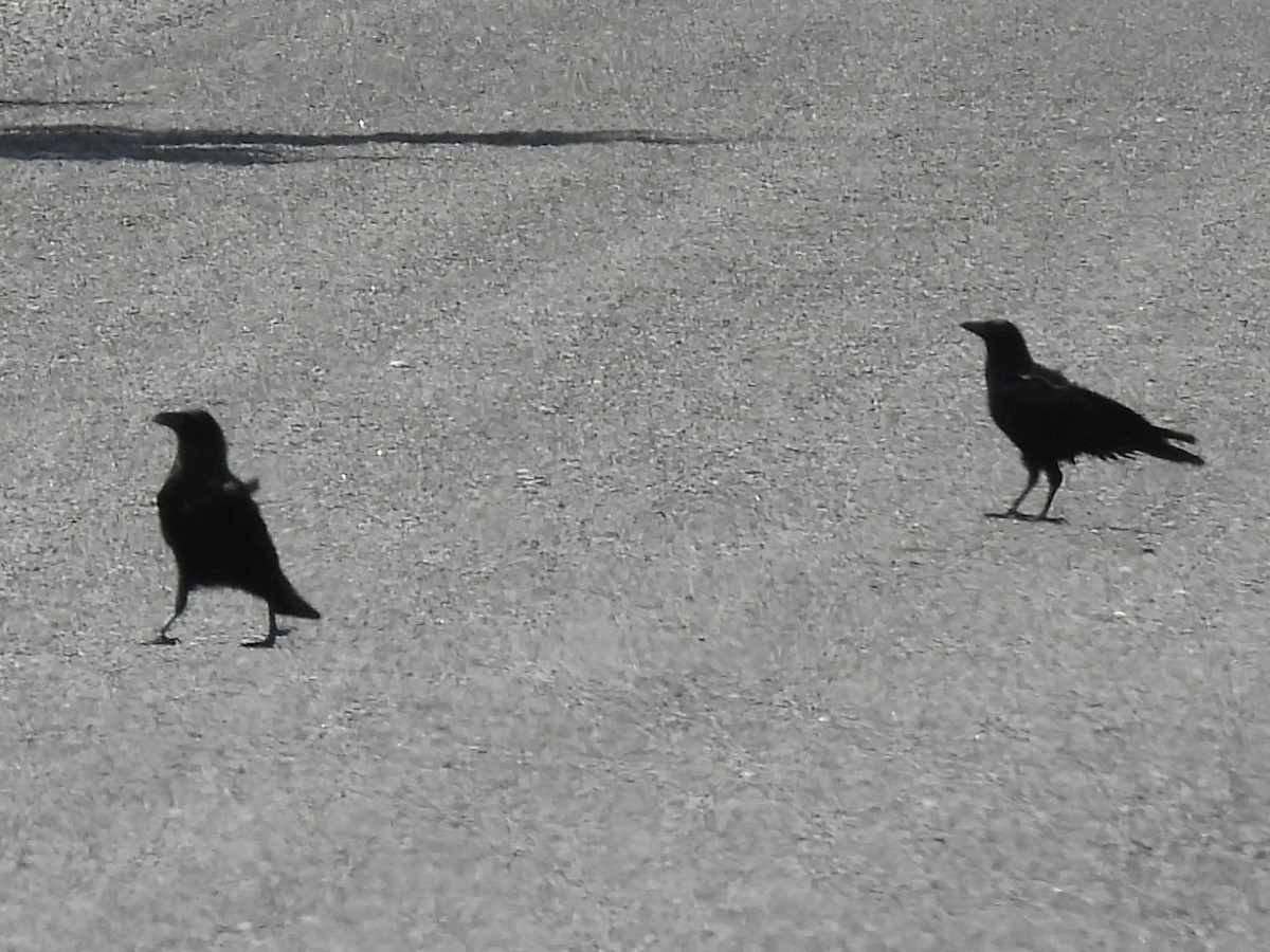 American Crow - ML638854687