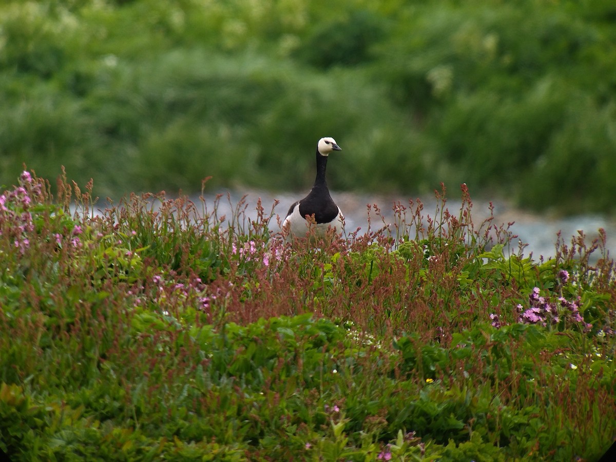 Barnacle Goose - ML638854689